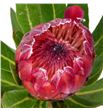 Protea red ice 30 - PROREDICE2
