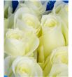 Rosa ecu sugar doll 40 - RCSUGDOL1