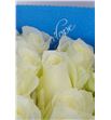 Rosa ecu sugar doll 40 - RCSUGDOL2