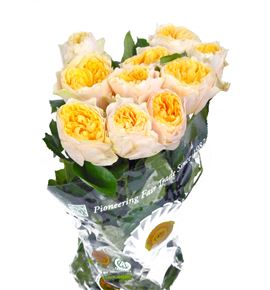 Rosa hol golden vuvuzela 50 - RGRYELVUV