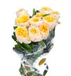 Rosa hol golden vuvuzela 50 - RGRYELVUV