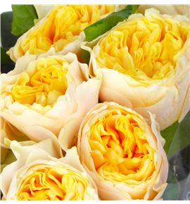 Rosa hol golden vuvuzela 50 - RGRYELVUV