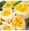 Rosa hol golden vuvuzela 50 - RGRYELVUV1