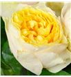 Rosa hol golden vuvuzela 50 - RGRYELVUV2