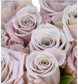 Rosa hol menta 60 - RGRMEN