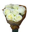 Rosa hol lady lindsey 60 - RGRLADLIN
