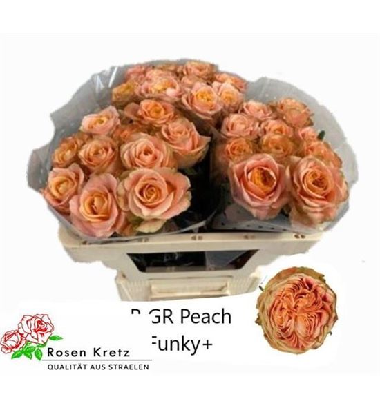 Rosa hol peach funky 50 - RGRPEAFUN