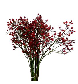 Rozenbottel prinsberry fire 35 - ROZPRIFIR