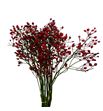 Rozenbottel prinsberry fire 35 - ROZPRIFIR