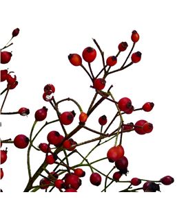 Rozenbottel prinsberry fire 35 - ROZPRIFIR