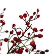 Rozenbottel prinsberry fire 35 - ROZPRIFIR1
