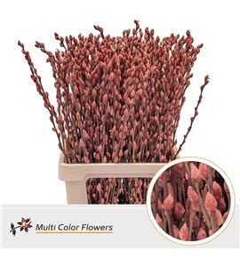 Salix snowflake marron 70 - SALSNOMOR