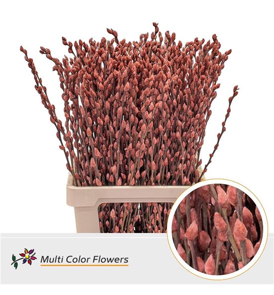 Salix snowflake marron 70 - SALSNOMOR