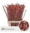 Salix snowflake marron 70 - SALSNOMOR