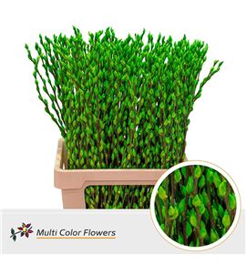 Salix snowflake verde apple 70 - SALSNOVERAPL