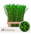 Salix snowflake verde apple 70 - SALSNOVERAPL