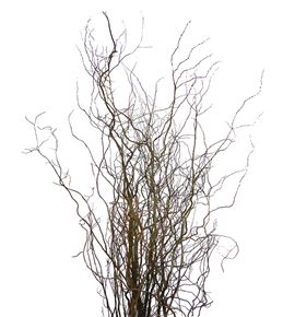 Salix tortuosa 220 - SALTOR