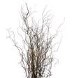 Salix tortuosa 220 - SALTOR
