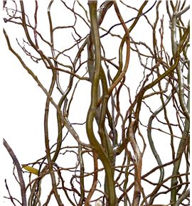 Salix tortuosa 220 - SALTOR