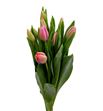 Tulipan carola 40 - TULCAR