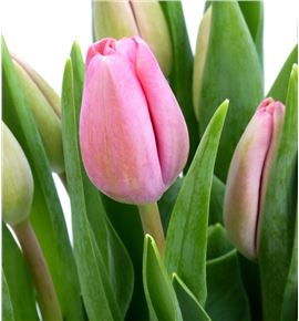 Tulipan carola 40 - TULCAR