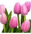 Tulipan tresor 40 - TULTRE1