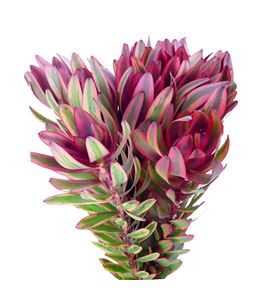 Leuca jester 40 - LEUJES