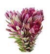 Leuca jester 40 - LEUJES