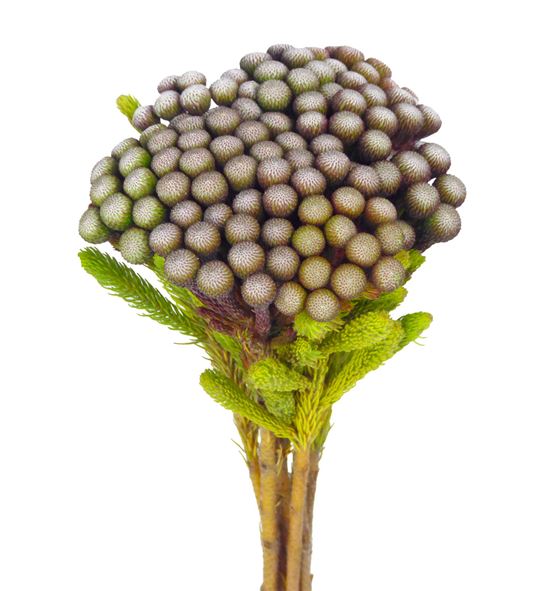 Brunia albiflora 60 - BRUALB