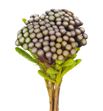 Brunia albiflora 60 - BRUALB