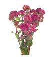 Sedum magical lizzy 60 - SEDMAGLIZ