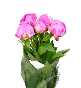 Paeonia alex fleming x5 55 - PAEALEFLE