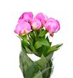 Paeonia alex fleming x5 55 - PAEALEFLE