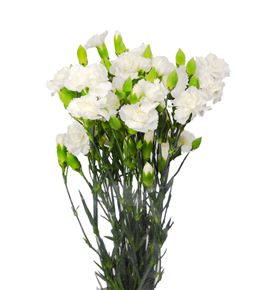 Clavel mini blanco - CLAMBLA