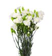 Clavel mini blanco - CLAMBLA