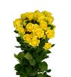 Rs ramificada mariah 50 - RTRMAR
