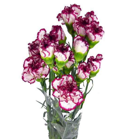 Clavel fancy blanco morado - CLACOLBLAMOR