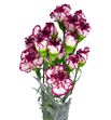 Clavel fancy blanco morado - CLACOLBLAMOR