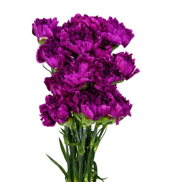 Clavel fancy morado - CLACOLMOR