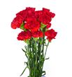 Clavel fancy rojo - CLACOLROJ