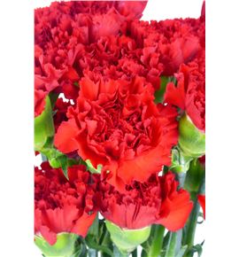 Clavel short rojo - CLACOLROJ