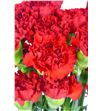Clavel short rojo - CLACOLROJ1