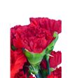 Clavel short rojo - CLACOLROJ2