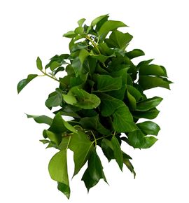 Hiedra arborea - HIEARB
