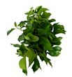 Hiedra arborea - HIEARB