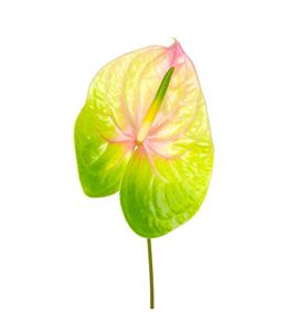 Anthurium lucardi x16 - ANTLUC