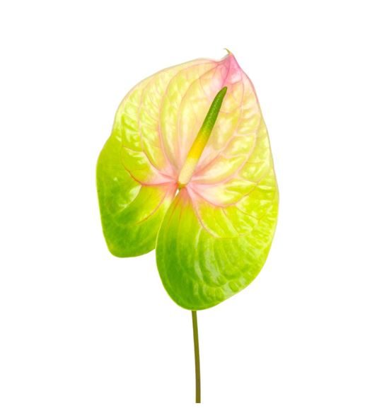 Anthurium lucardi x16 - ANTLUC