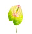 Anthurium lucardi x16 - ANTLUC