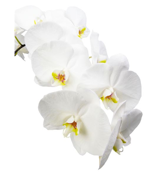 Phal sensation white x25 - PHASENWHI