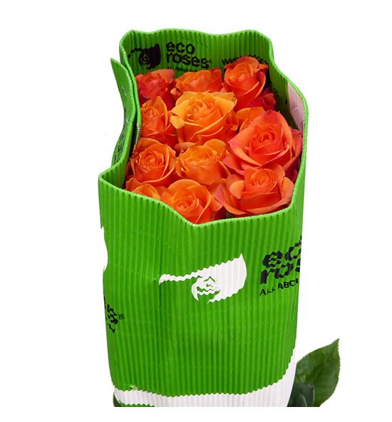 Rosa ecu joy 50 - REJOY